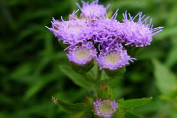 Ageratum