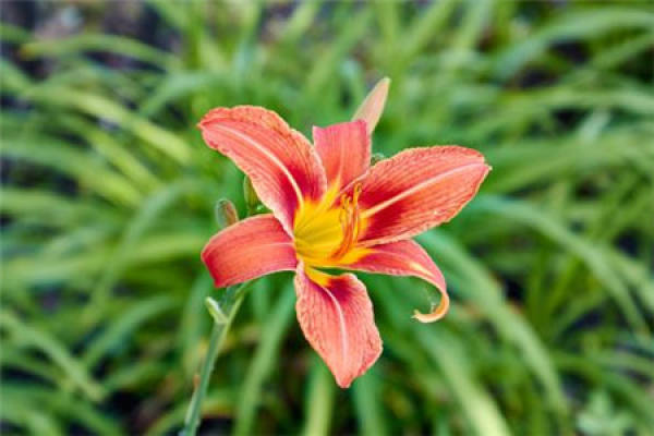 Hemerocallis