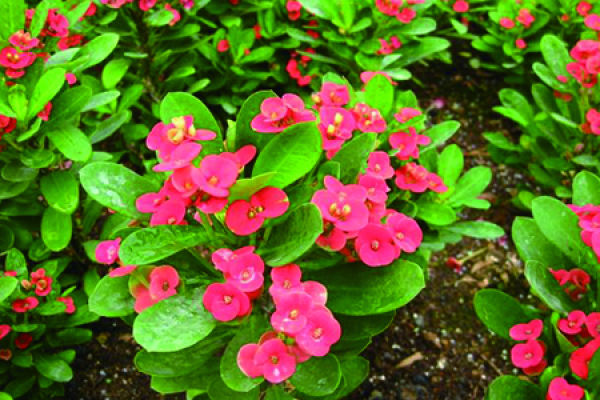 Herba Carpesii