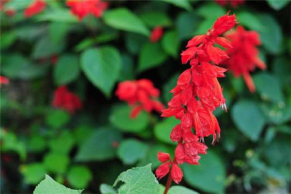 string of red