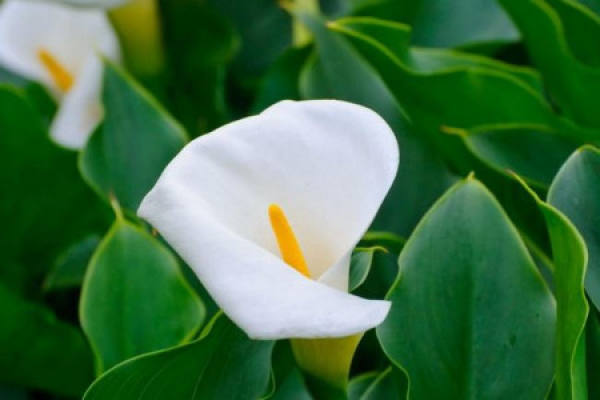 Alocasia