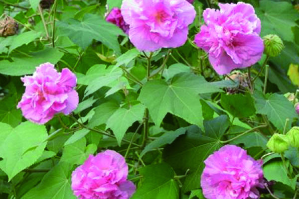 Hibiscus