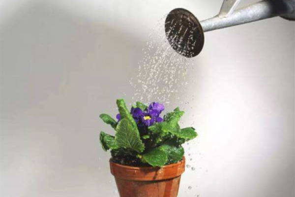 watering flowers