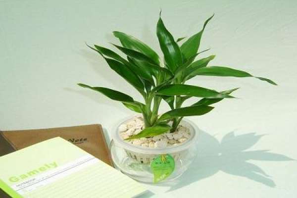 water culture enriches Guizhu