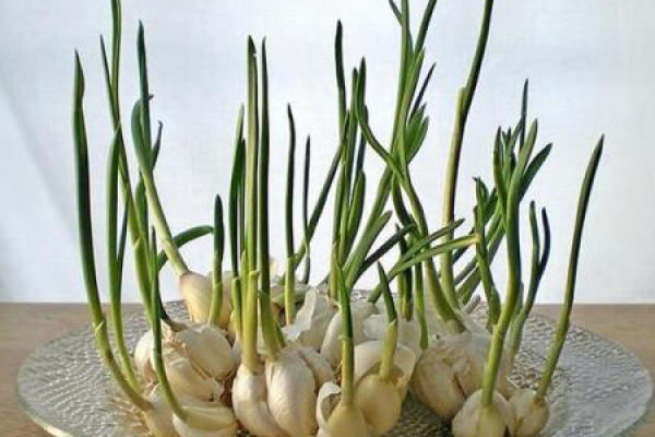garlic