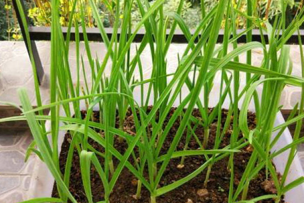 Garlic sprout