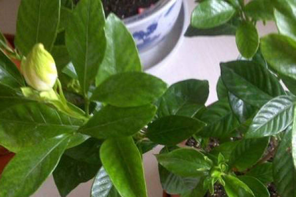Gardenia jasminoides