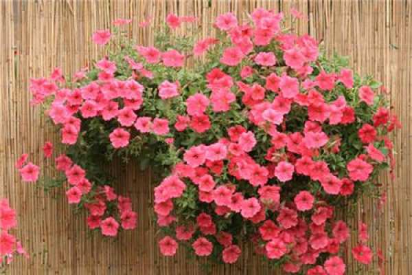 Petunia hybrida