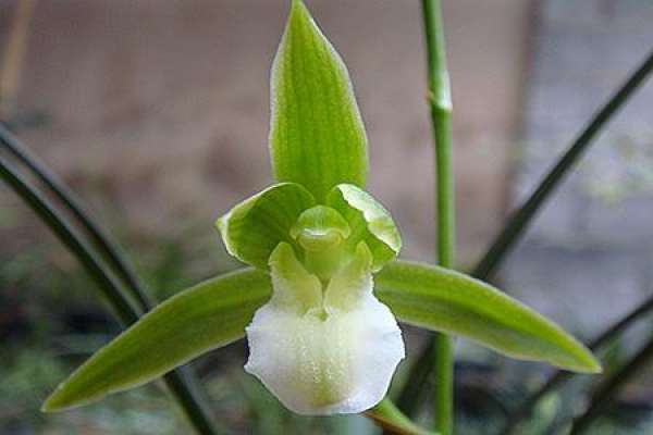 Cymbidium