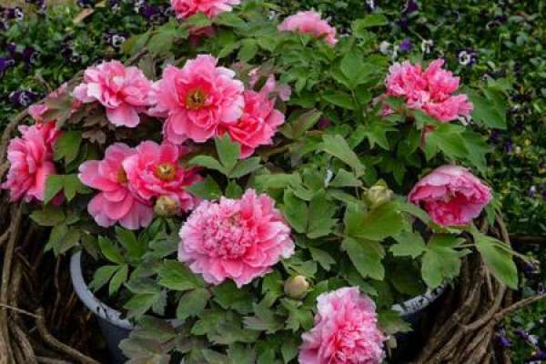 Peony
