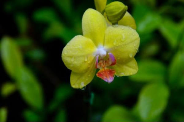 Phalaenopsis