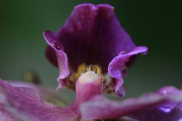 Phalaenopsis