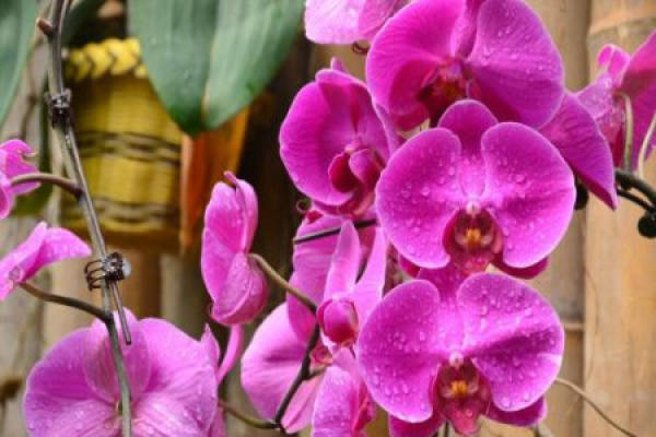Butterfly Orchid