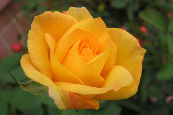 Yellow Rose