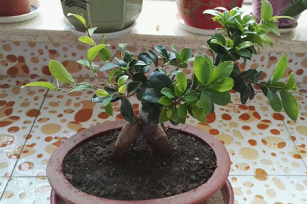Ginseng Ficus