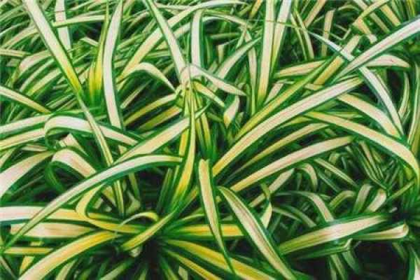 Chlorophytum comosum