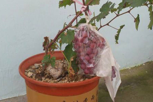 grape