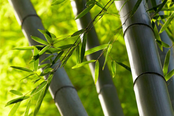 Bamboo