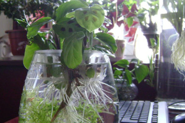 flower