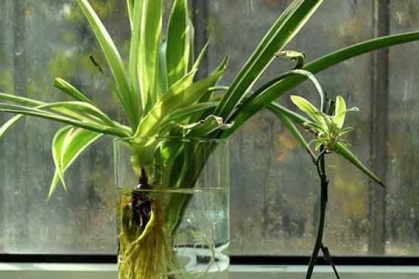 Flowers and plants
