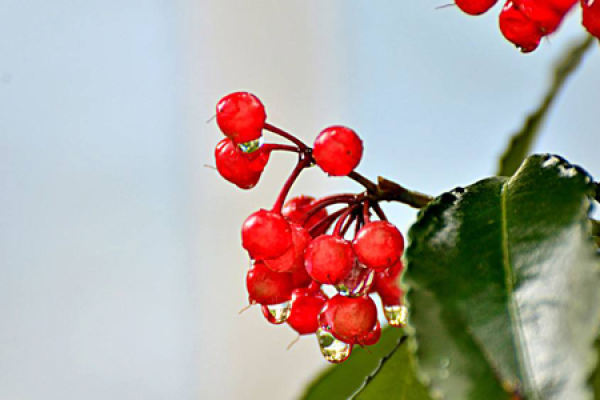 cinnabar