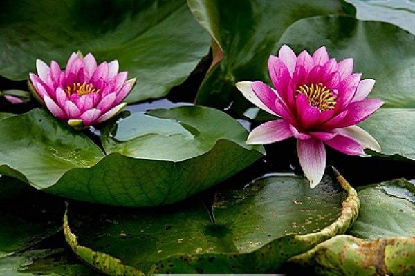 Water Lily