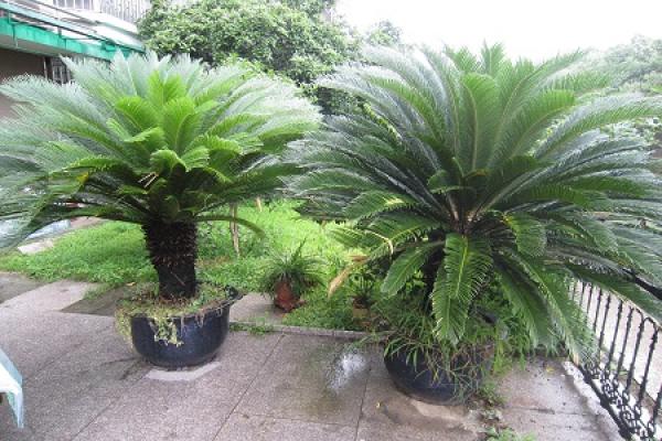 Cycas