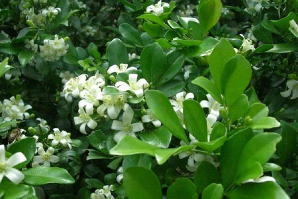 Tuberose