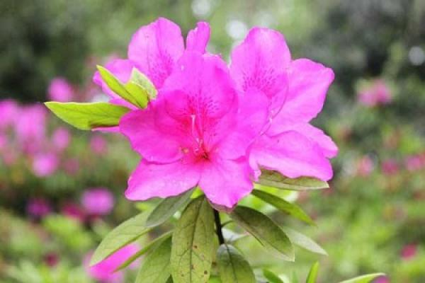 Rhododendron variegatum