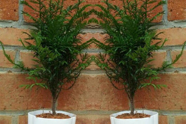 Taxus chinensis
