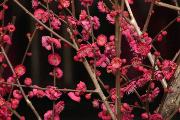 Red Plum Flower