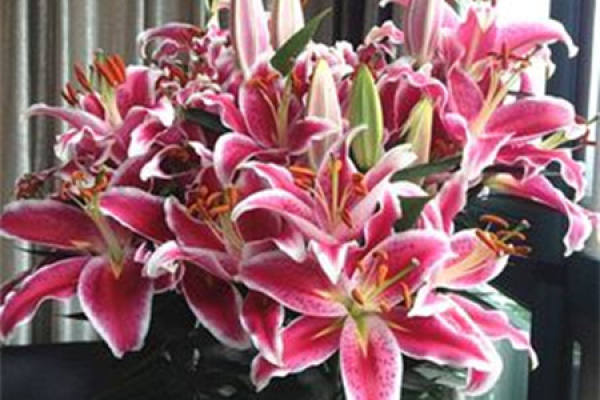 Lily Flower