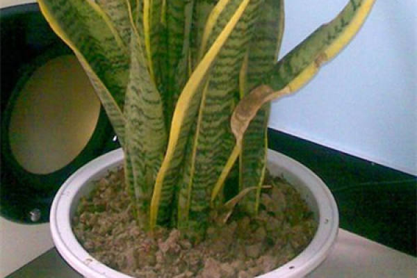 Spathiphyllum bergamot