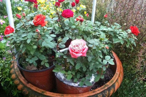 Little Rose