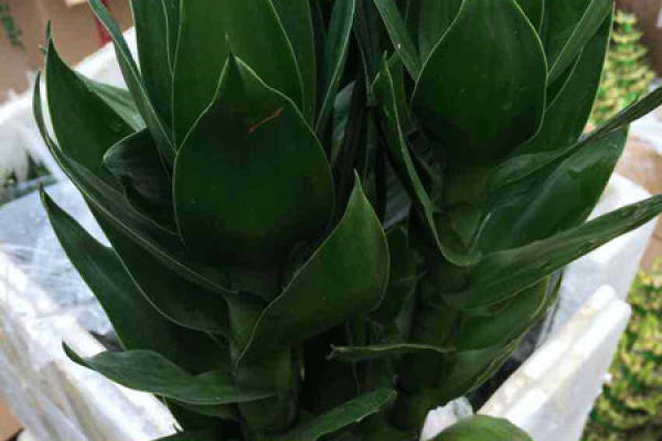 Guanyinzhu