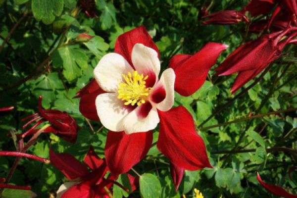 Aquilegia