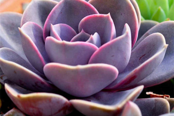 Purple Pearl