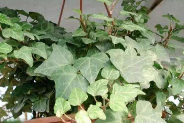 Fertilization Fertilization