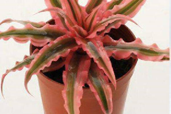Fleshy pineapple
