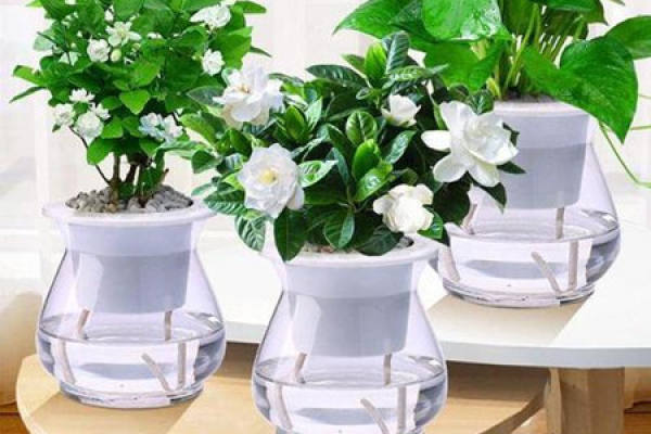 Gardenia