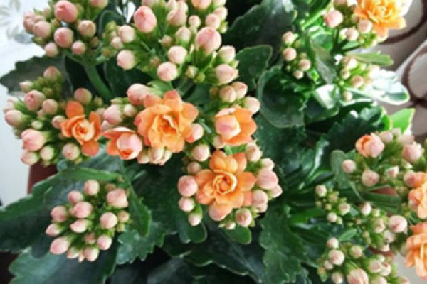 Evergreen Jonquil