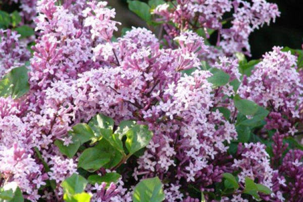 Fertilization Fertilization