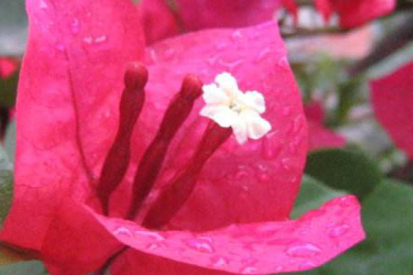 Bougainvillea