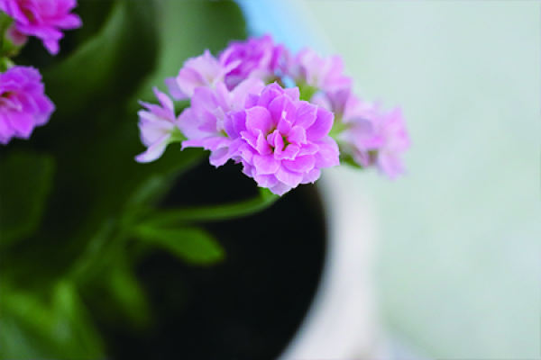 Jonquil