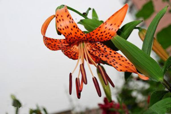 Tiger Skin Flower