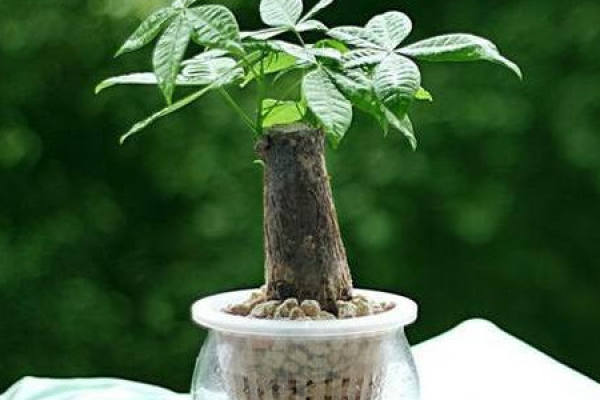 Fertilization