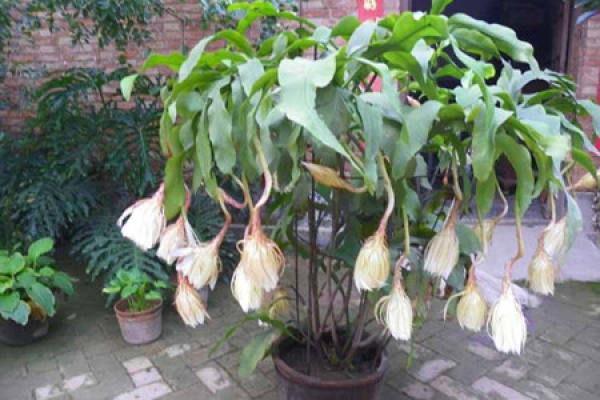 Epiphyllum