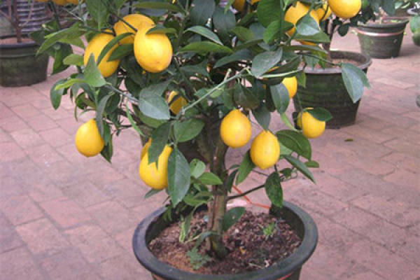 Lemon Tree