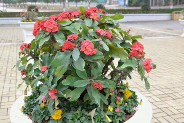 Malus roxburghii