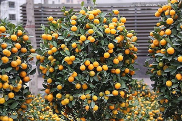 Cumquat